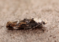 40.004 BF888 Mompha propinquella