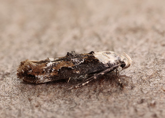 40.004 BF888 Mompha propinquella