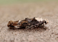 40.004 BF888 Mompha propinquella