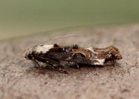 40.004 BF888 Mompha propinquella