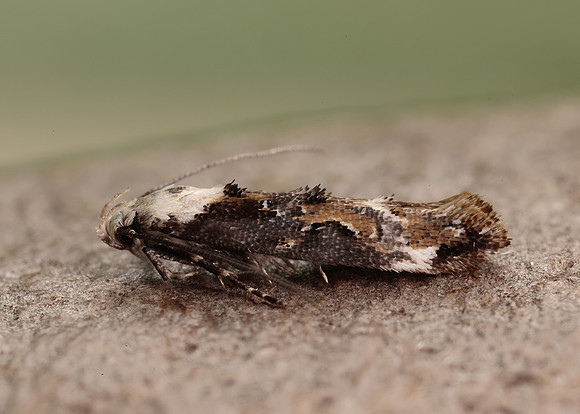 40.004 BF888 Mompha propinquella