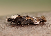 40.004 BF888 Mompha propinquella