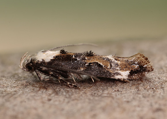 40.004 BF888 Mompha propinquella