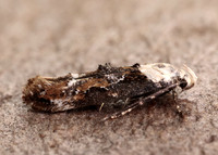 40.004 BF888 Mompha propinquella