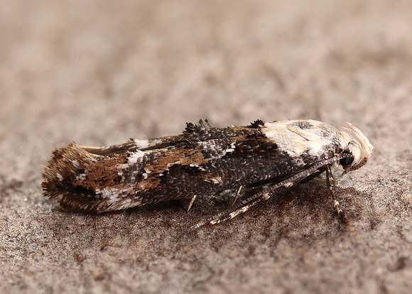 40.004 BF888 Mompha propinquella