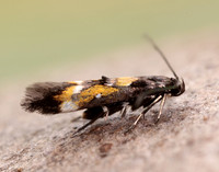 40.013 BF882 Mompha locupletella