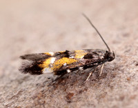 40.013 BF882 Mompha locupletella