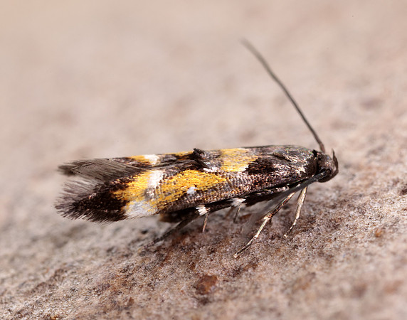 40.013 BF882 Mompha locupletella