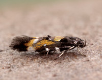 40.013 BF882 Mompha locupletella