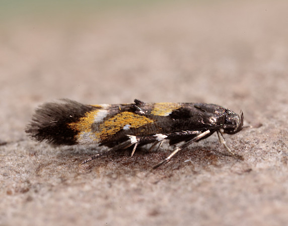 40.013 BF882 Mompha locupletella