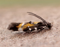 40.013 BF882 Mompha locupletella