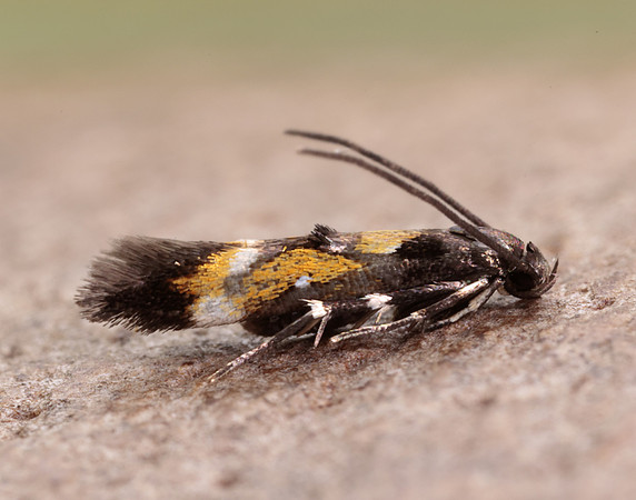 40.013 BF882 Mompha locupletella