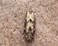 41.002 BF873 Blastobasis adustella