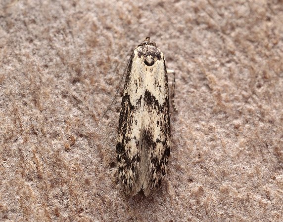 41.002 BF873 Blastobasis adustella