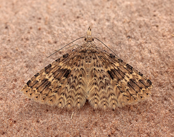44.001 BF1288 Twenty-plume Moth Alucita hexadactyla