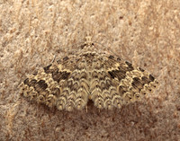 44.001 BF1288 Twenty-plume Moth Alucita hexadactyla