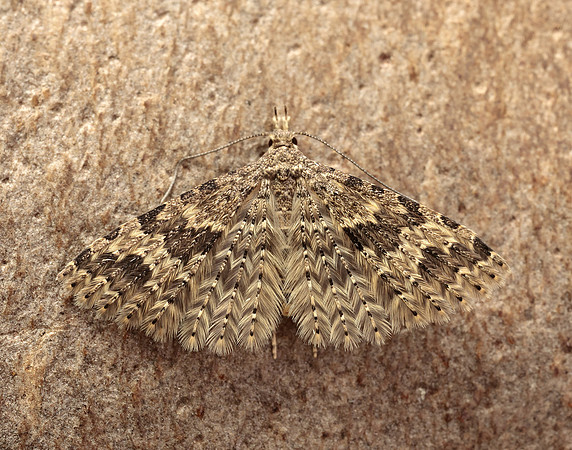 44.001 BF1288 Twenty-plume Moth Alucita hexadactyla
