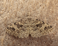 44.001 BF1288 Twenty-plume Moth Alucita hexadactyla
