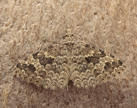 44.001 BF1288 Twenty-plume Moth Alucita hexadactyla