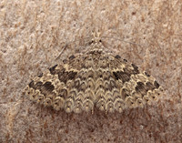 44.001 BF1288 Twenty-plume Moth Alucita hexadactyla