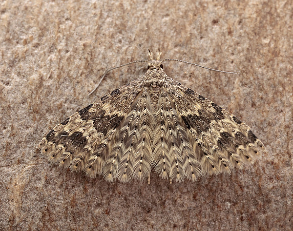 44.001 BF1288 Twenty-plume Moth Alucita hexadactyla