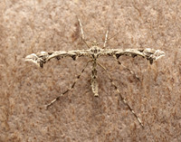 45.010 BF1497 Beautiful Plume Amblyptilia acanthadactyla