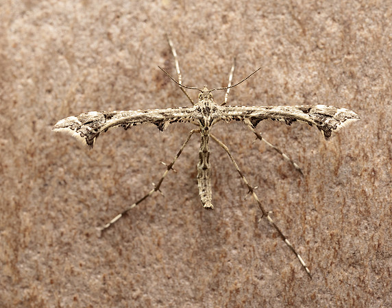 45.010 BF1497 Beautiful Plume Amblyptilia acanthadactyla