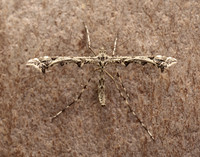 45.010 BF1497 Beautiful Plume Amblyptilia acanthadactyla