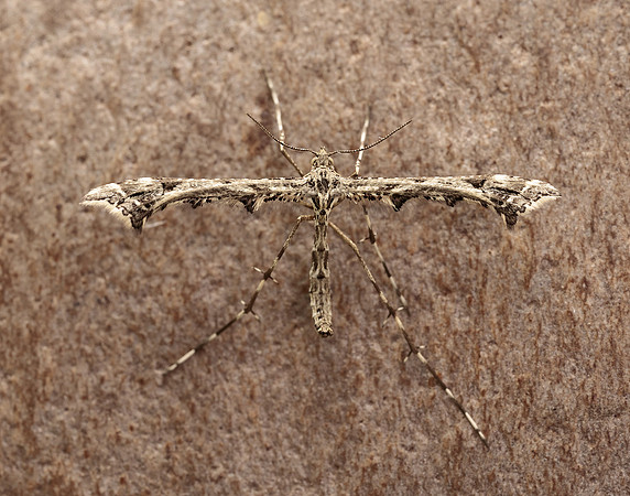 45.010 BF1497 Beautiful Plume Amblyptilia acanthadactyla