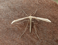45.044 BF1524 Common Plume Emmelina monodactyla
