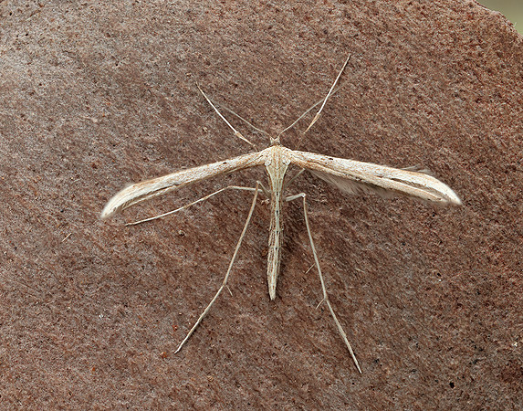 45.044 BF1524 Common Plume Emmelina monodactyla