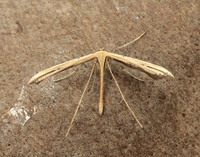 45.044 BF1524 Common Plume Emmelina monodactyla