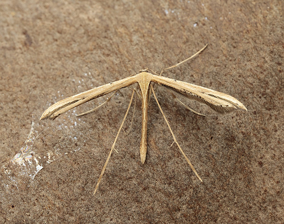 45.044 BF1524 Common Plume Emmelina monodactyla