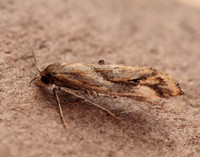 47.006 BF481 Epermenia falciformis
