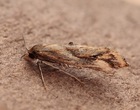 47.006 BF481 Epermenia falciformis