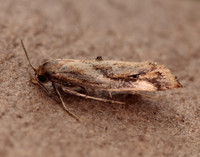 47.006 BF481 Epermenia falciformis
