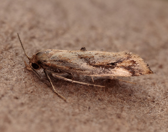 47.006 BF481 Epermenia falciformis
