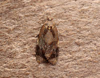 49.004 BF1010 Red-barred Tortrix Ditula angustiorana