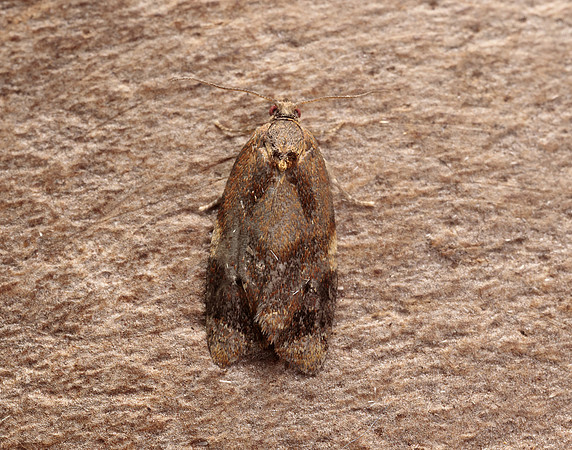 49.004 BF1010 Red-barred Tortrix Ditula angustiorana