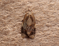 49.004 BF1010 Red-barred Tortrix Ditula angustiorana