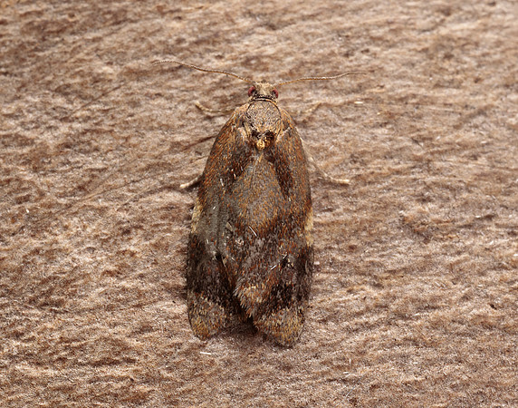 49.004 BF1010 Red-barred Tortrix Ditula angustiorana