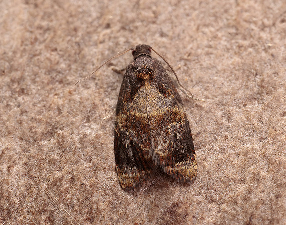49.004 BF1010 Red-barred Tortrix Ditula angustiorana