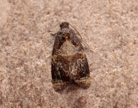 49.004 BF1010 Red-barred Tortrix Ditula angustiorana