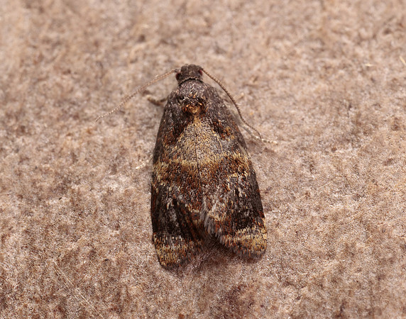49.004 BF1010 Red-barred Tortrix Ditula angustiorana