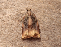 49.013 BF977 Large Fruit-tree Tortrix Archips podana