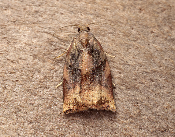 49.013 BF977 Large Fruit-tree Tortrix Archips podana
