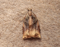 49.013 BF977 Large Fruit-tree Tortrix Archips podana