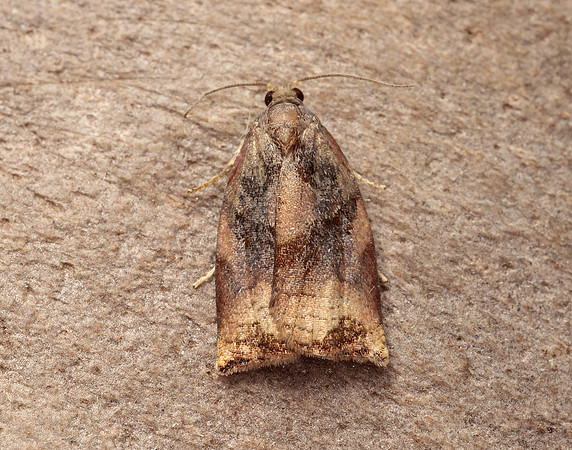 49.013 BF977 Large Fruit-tree Tortrix Archips podana