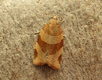 49.023 BF971 Pandemis cinnamomeana