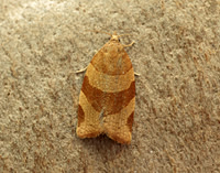49.023 BF971 Pandemis cinnamomeana